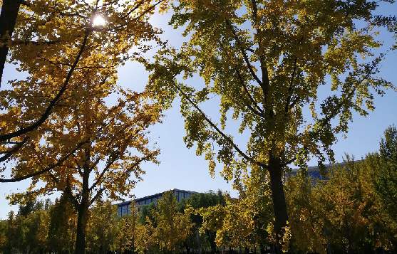 北京公司名稱注冊的步驟和要求是什么？